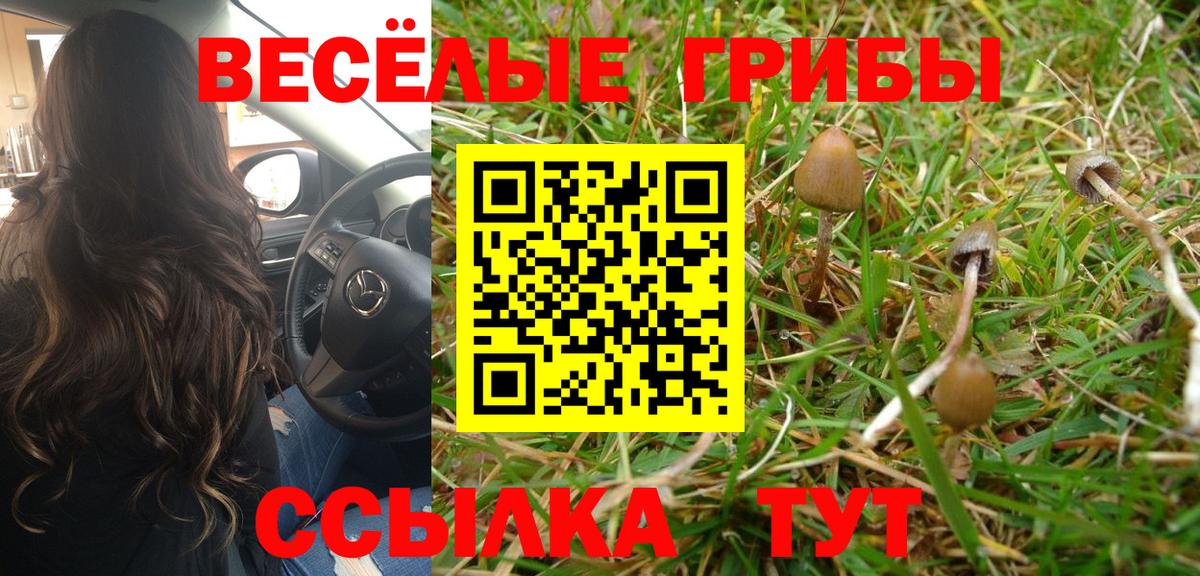 Псилоцибиновые грибы Psilocybe Лесозаводск